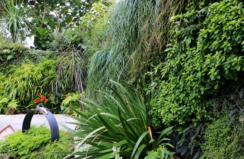 An established green wall in a residential garden.